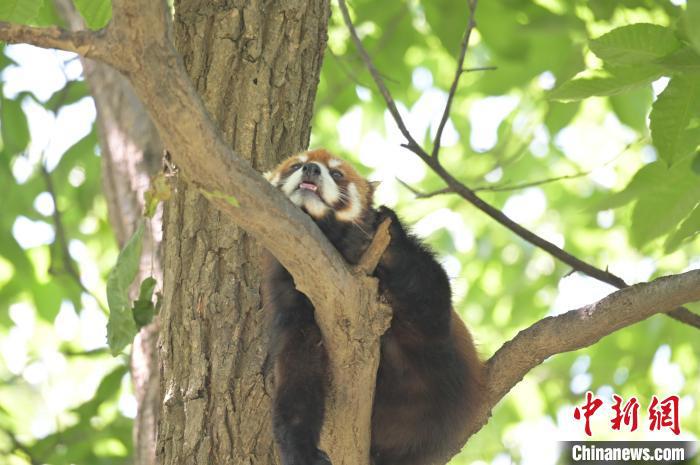 西安秦嶺野生動(dòng)物園里的小熊貓。　西安秦嶺野生動(dòng)物園供圖