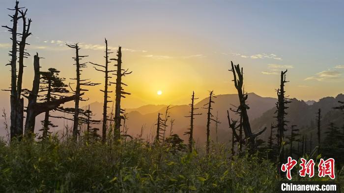 圖為綠意盎然的秦嶺?！≈烊竾?guó)家森林公園供圖