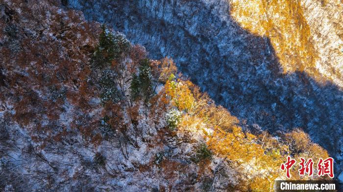 圖為金色晨光“綴”崖間?！√絿?guó)家森林公園供圖